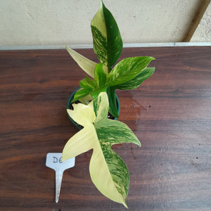 #D6 Philodendron Florida Beauty