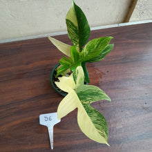 Load image into Gallery viewer, #D6 Philodendron Florida Beauty