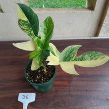 Load image into Gallery viewer, #D6 Philodendron Florida Beauty