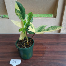 Load image into Gallery viewer, #D6 Philodendron Florida Beauty