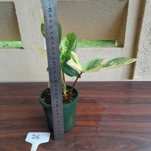 Load image into Gallery viewer, #D6 Philodendron Florida Beauty