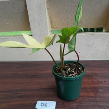 Load image into Gallery viewer, #D6 Philodendron Florida Beauty