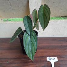Load image into Gallery viewer, #R12 Large, Two x Headed Philodendron Burle Marx Fantasy