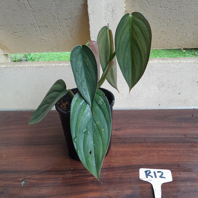 #R12 Large, Two x Headed Philodendron Burle Marx Fantasy