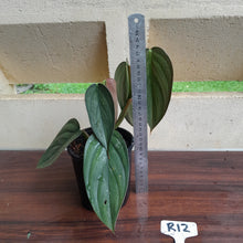 Load image into Gallery viewer, #R12 Large, Two x Headed Philodendron Burle Marx Fantasy
