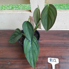 Load image into Gallery viewer, #R12 Large, Two x Headed Philodendron Burle Marx Fantasy