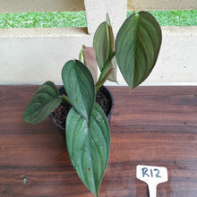 Load image into Gallery viewer, #R12 Large, Two x Headed Philodendron Burle Marx Fantasy