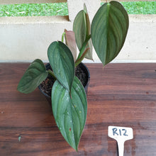 Load image into Gallery viewer, #R12 Large, Two x Headed Philodendron Burle Marx Fantasy