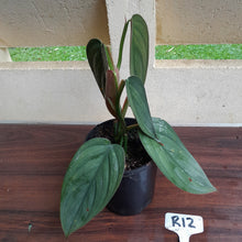 Load image into Gallery viewer, #R12 Large, Two x Headed Philodendron Burle Marx Fantasy