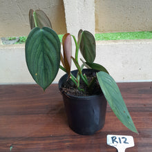 Load image into Gallery viewer, #R12 Large, Two x Headed Philodendron Burle Marx Fantasy