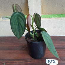 Load image into Gallery viewer, #R12 Large, Two x Headed Philodendron Burle Marx Fantasy