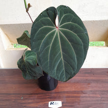 Load image into Gallery viewer, #R33 Large, Flowering Anthurium Hoffmanii/Blood Moon x