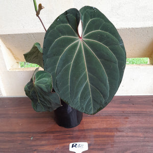 #R33 Large, Flowering Anthurium Hoffmanii/Blood Moon x
