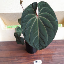 Load image into Gallery viewer, #R33 Large, Flowering Anthurium Hoffmanii/Blood Moon x
