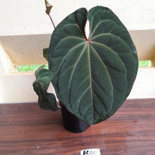 Load image into Gallery viewer, #R33 Large, Flowering Anthurium Hoffmanii/Blood Moon x