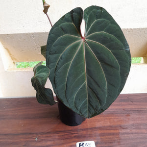 #R33 Large, Flowering Anthurium Hoffmanii/Blood Moon x