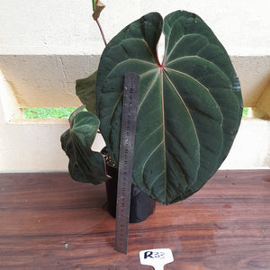 #R33 Large, Flowering Anthurium Hoffmanii/Blood Moon x