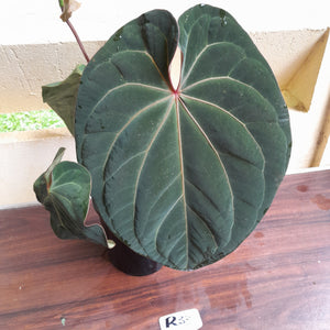 #R33 Large, Flowering Anthurium Hoffmanii/Blood Moon x