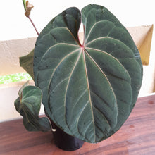 Load image into Gallery viewer, #R33 Large, Flowering Anthurium Hoffmanii/Blood Moon x