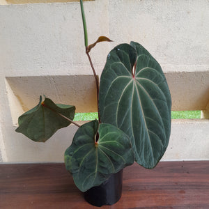 #R33 Large, Flowering Anthurium Hoffmanii/Blood Moon x