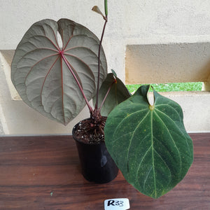 #R33 Large, Flowering Anthurium Hoffmanii/Blood Moon x