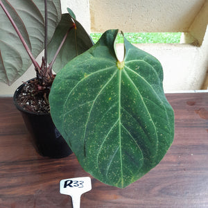 #R33 Large, Flowering Anthurium Hoffmanii/Blood Moon x