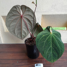 Load image into Gallery viewer, #R33 Large, Flowering Anthurium Hoffmanii/Blood Moon x