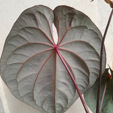 Load image into Gallery viewer, #R33 Large, Flowering Anthurium Hoffmanii/Blood Moon x