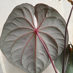 #R33 Large, Flowering Anthurium Hoffmanii/Blood Moon x