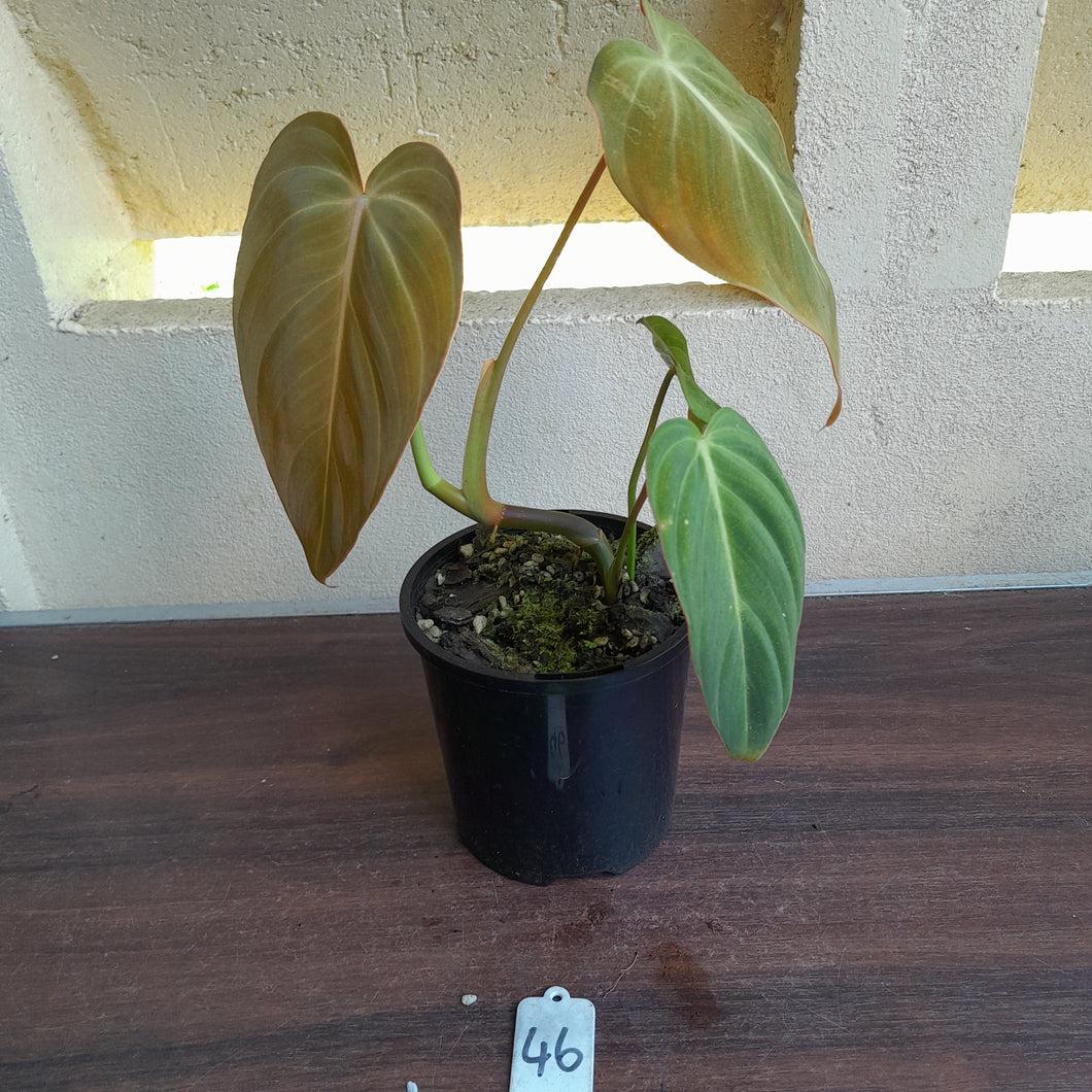 #46 Philodendron Glorious