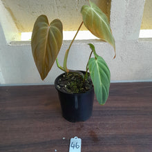 Load image into Gallery viewer, #46 Philodendron Glorious