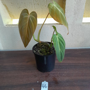 #46 Philodendron Glorious