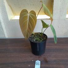 Load image into Gallery viewer, #46 Philodendron Glorious