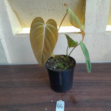 Load image into Gallery viewer, #46 Philodendron Glorious