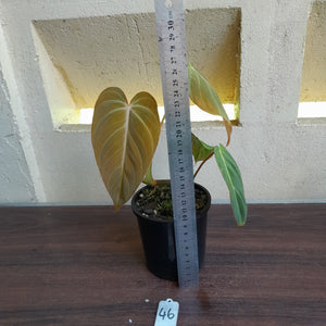 #46 Philodendron Glorious