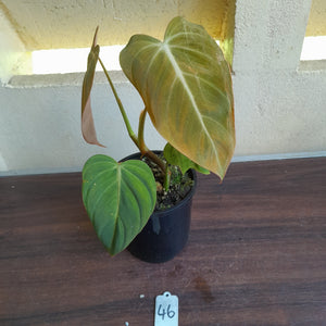 #46 Philodendron Glorious