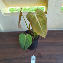 Load image into Gallery viewer, #46 Philodendron Glorious