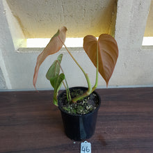 Load image into Gallery viewer, #46 Philodendron Glorious