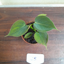 Load image into Gallery viewer, #35c Philodendron Lupinum