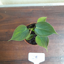 Load image into Gallery viewer, #35c Philodendron Lupinum