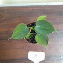 Load image into Gallery viewer, #35c Philodendron Lupinum