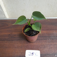 Load image into Gallery viewer, #35c Philodendron Lupinum