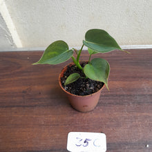 Load image into Gallery viewer, #35c Philodendron Lupinum