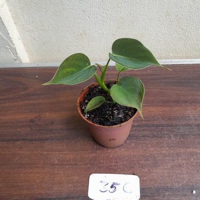 #35c Philodendron Lupinum