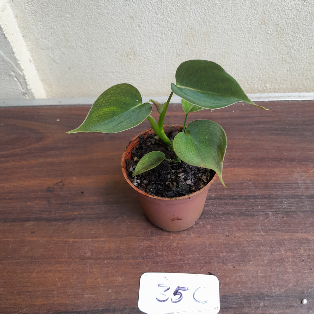 #35c Philodendron Lupinum