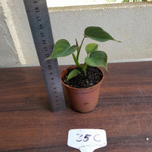 Load image into Gallery viewer, #35c Philodendron Lupinum