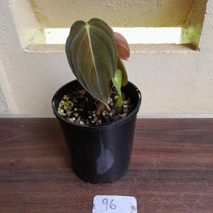 #96 Philodendron Melanochrysum