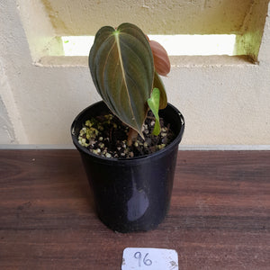#96 Philodendron Melanochrysum