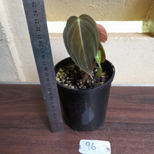 Load image into Gallery viewer, #96 Philodendron Melanochrysum