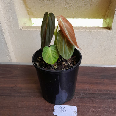 #96 Philodendron Melanochrysum